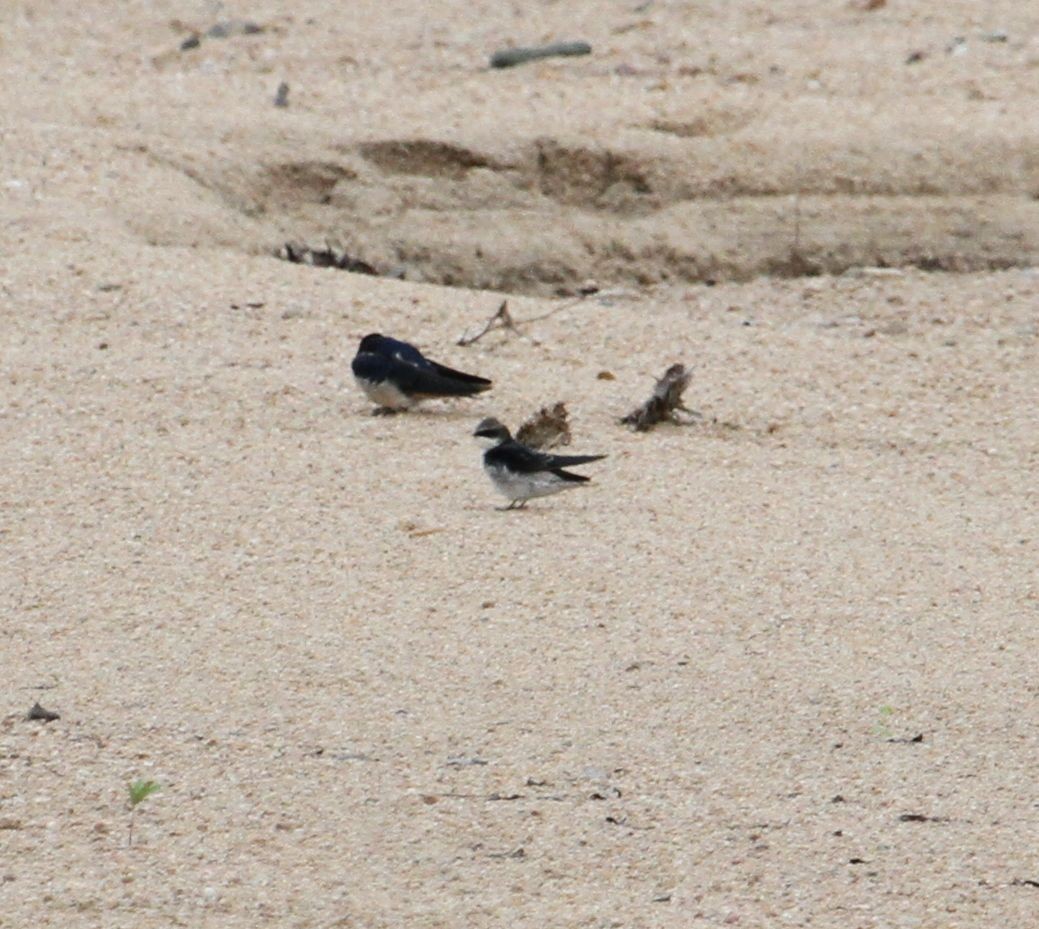 Gray-rumped Swallow - ML627832275