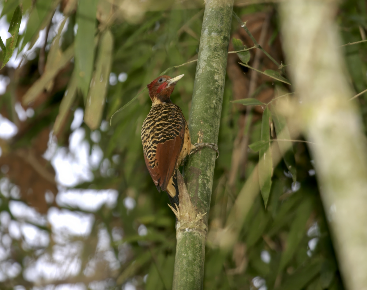Rufous-headed Woodpecker - ML627832298