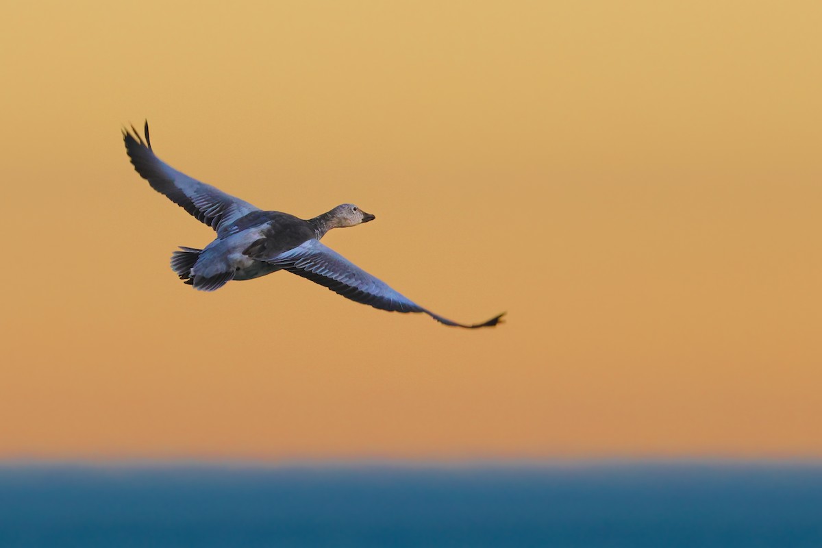 Snow Goose - ML627832321