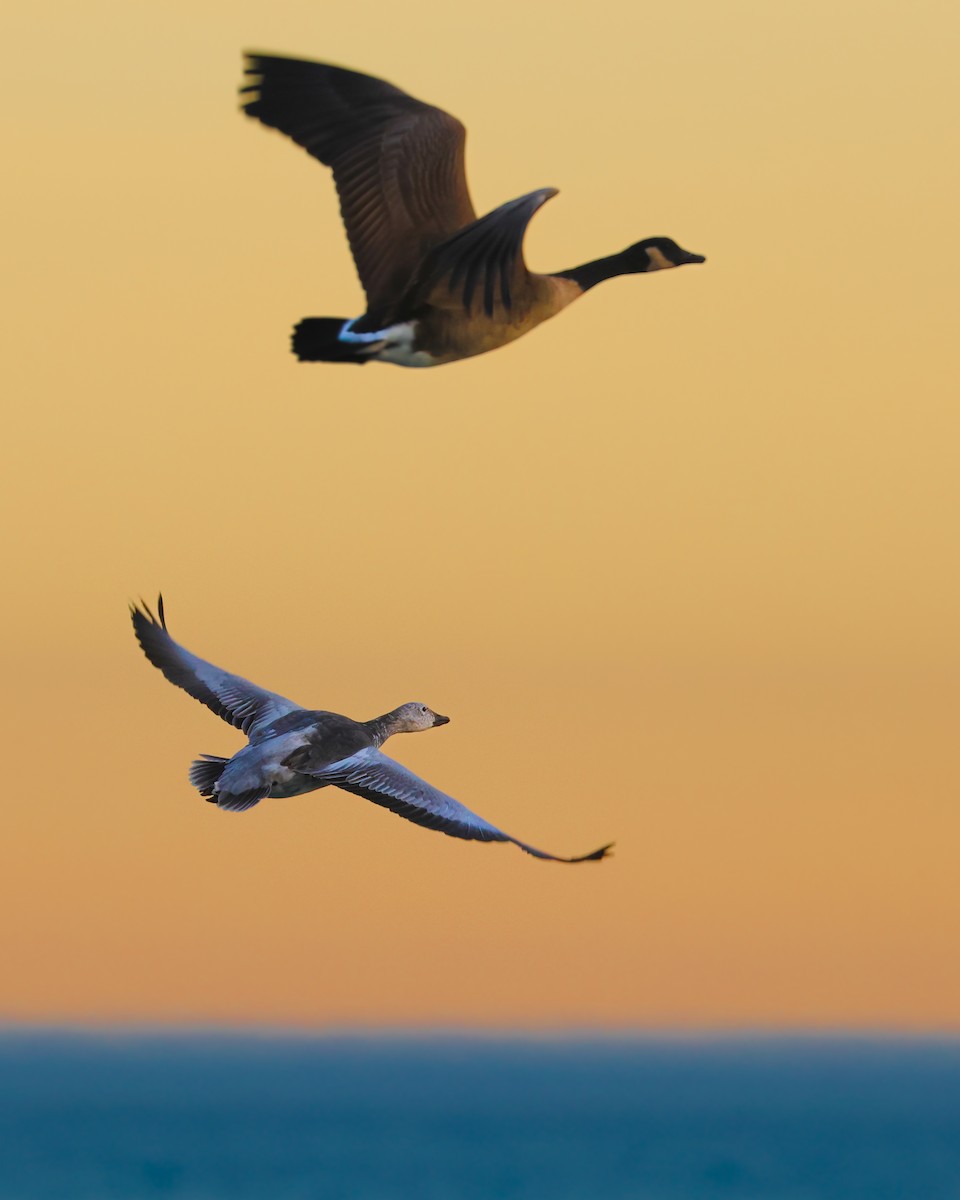 Snow Goose - ML627832322
