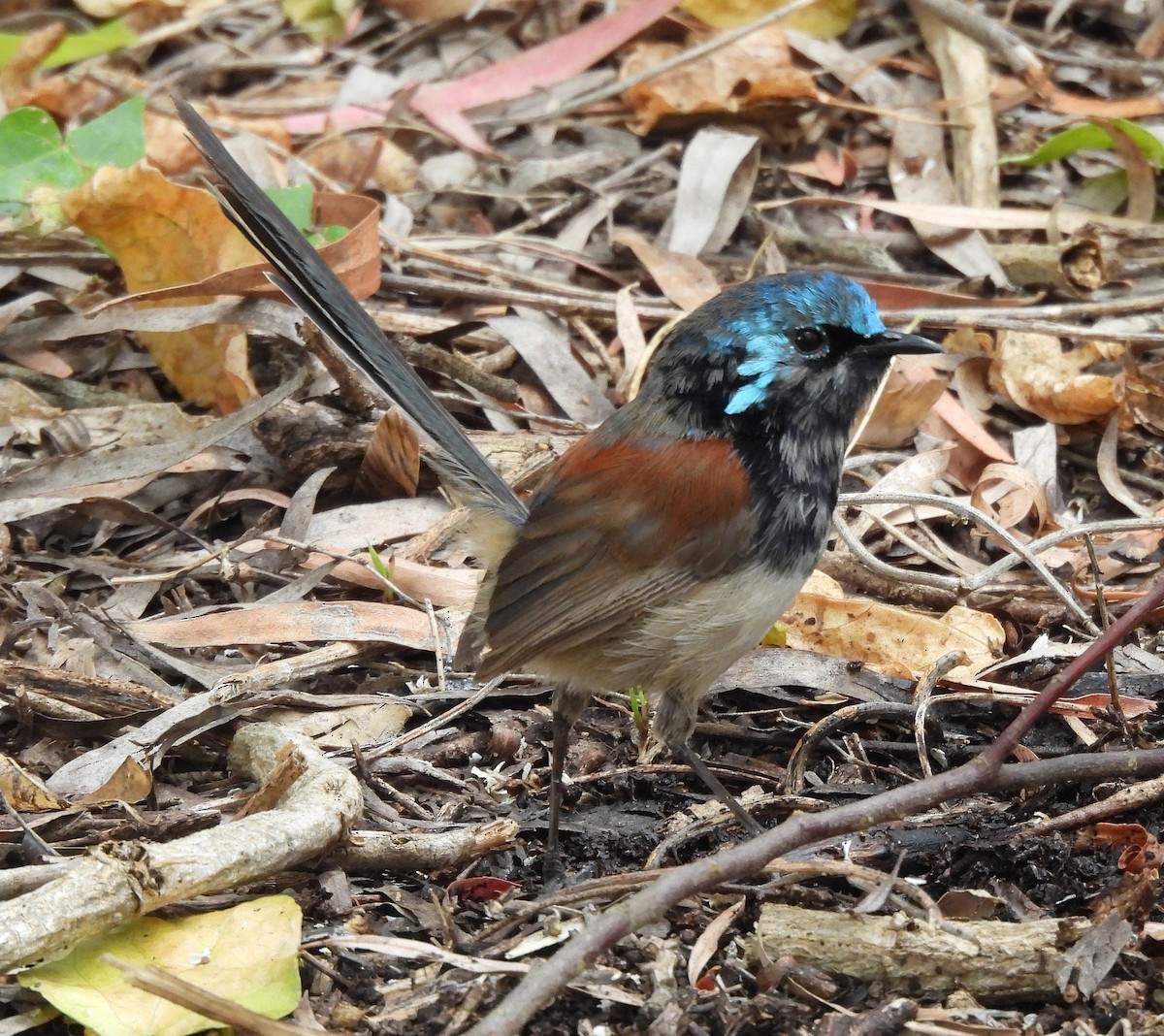 Red-winged Fairywren - ML627832330