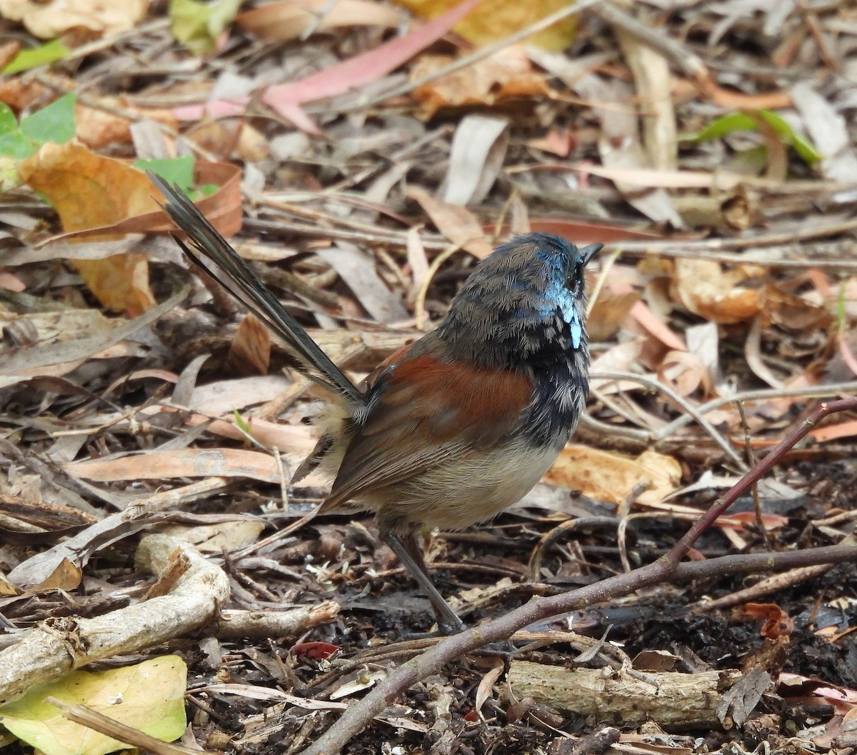 Red-winged Fairywren - ML627832333