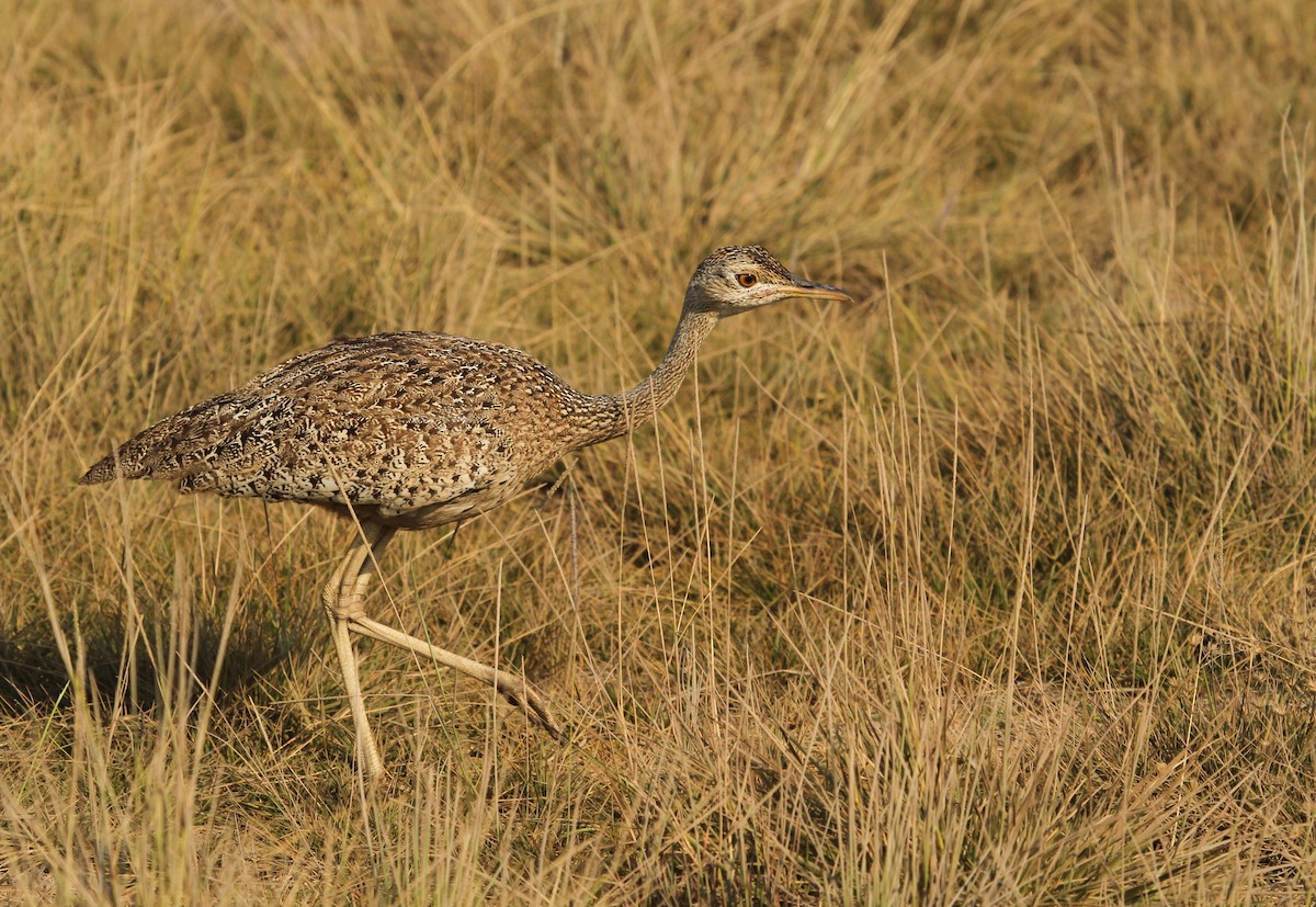 Hartlaub's Bustard - ML627832374