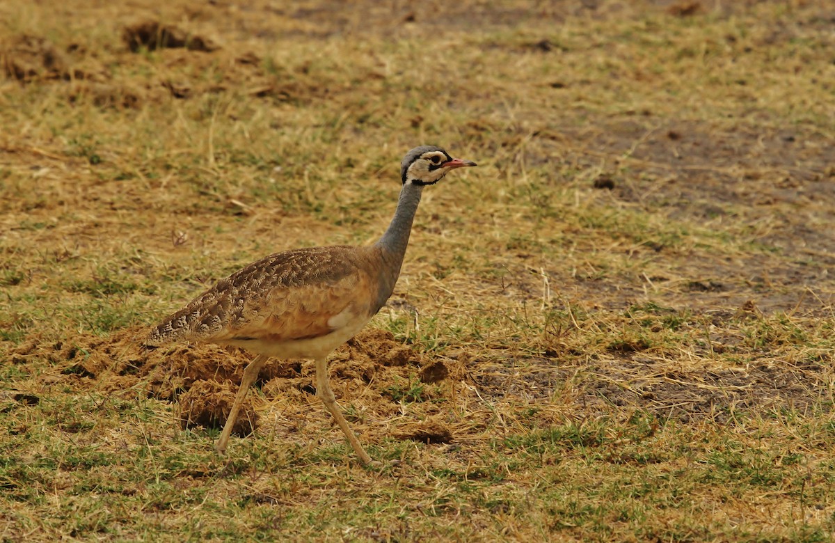 White-bellied Bustard - ML627832379