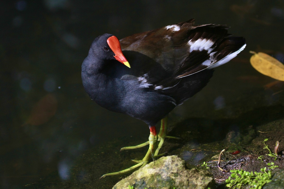 Common Gallinule - ML627832399