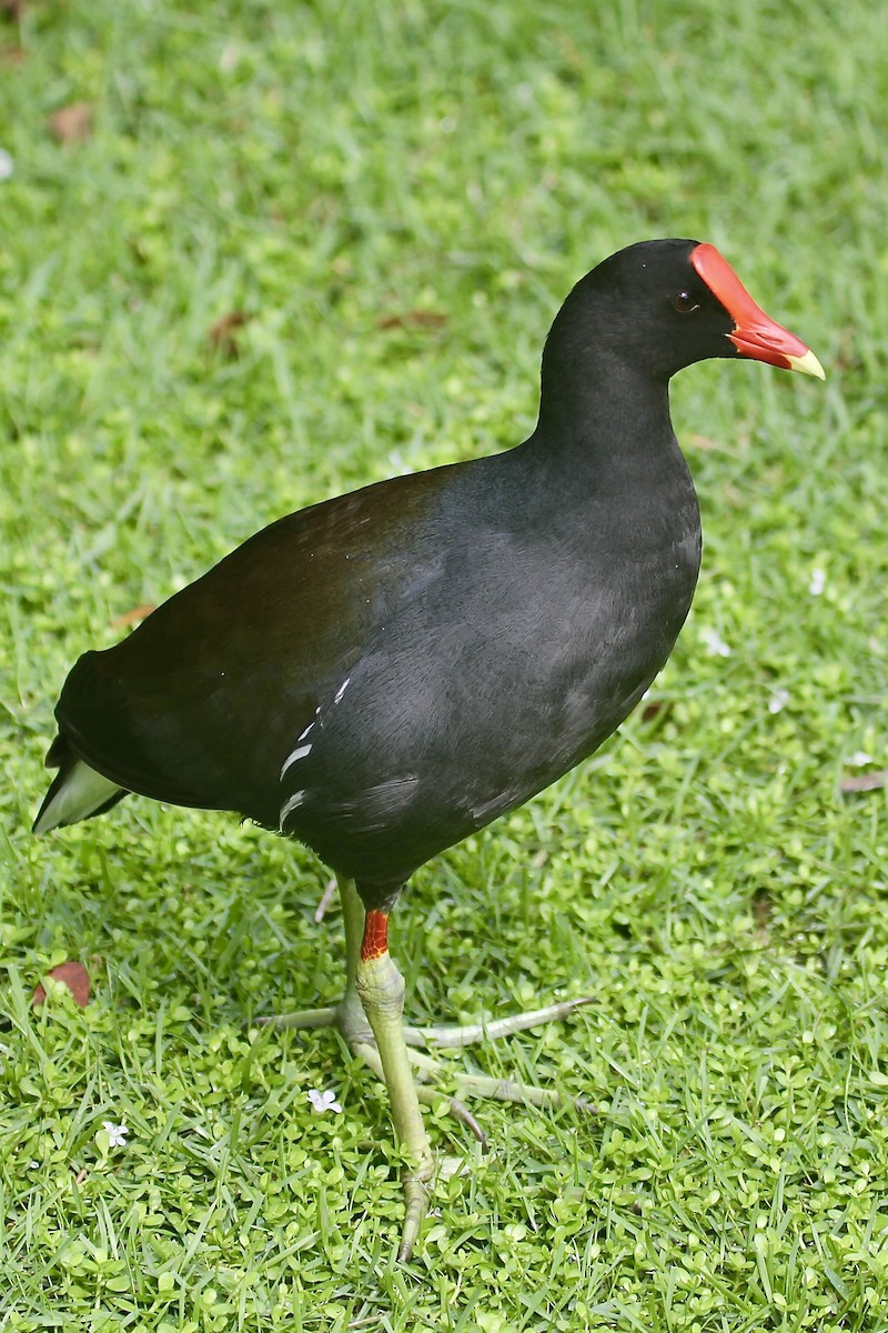 Common Gallinule - ML627832400