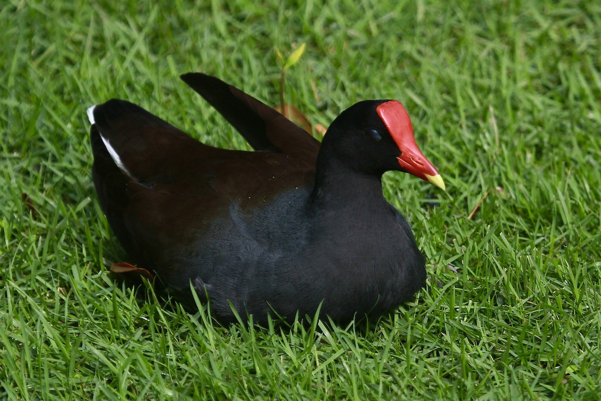 Common Gallinule - ML627832401