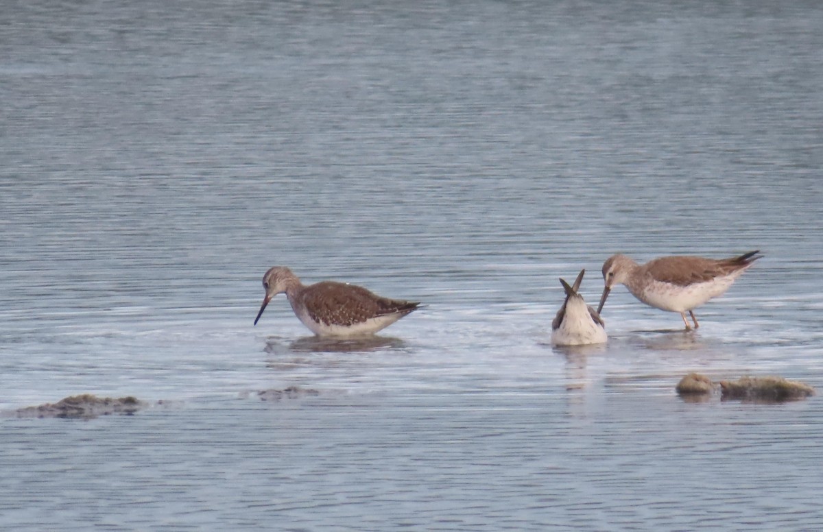 gulbeinsnipe/plystresnipe - ML627832405