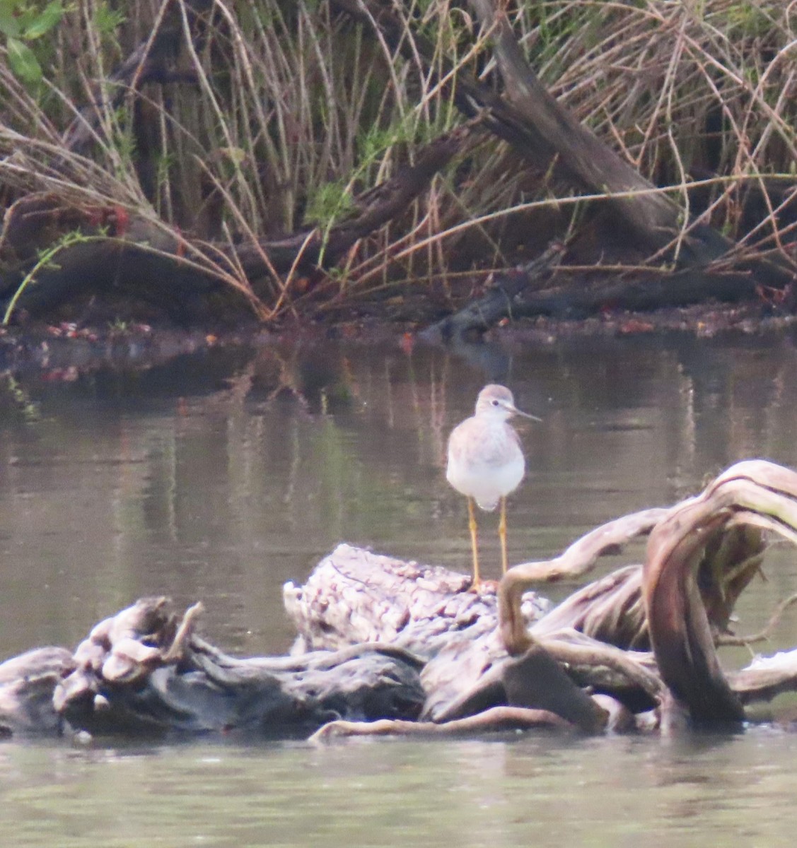 gulbeinsnipe/plystresnipe - ML627832407