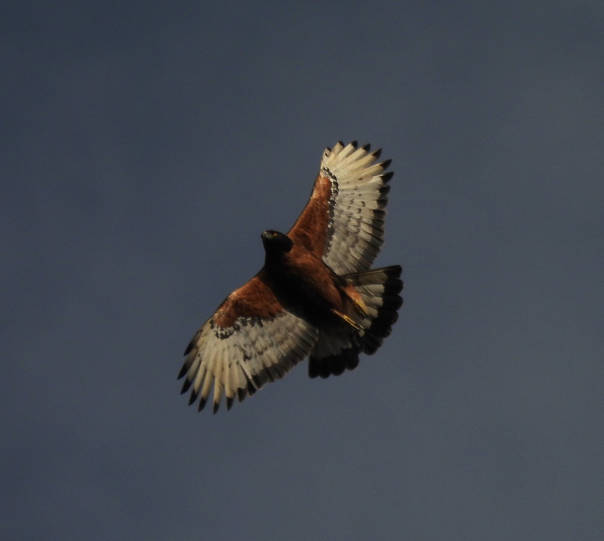 Black-and-chestnut Eagle - ML627832428