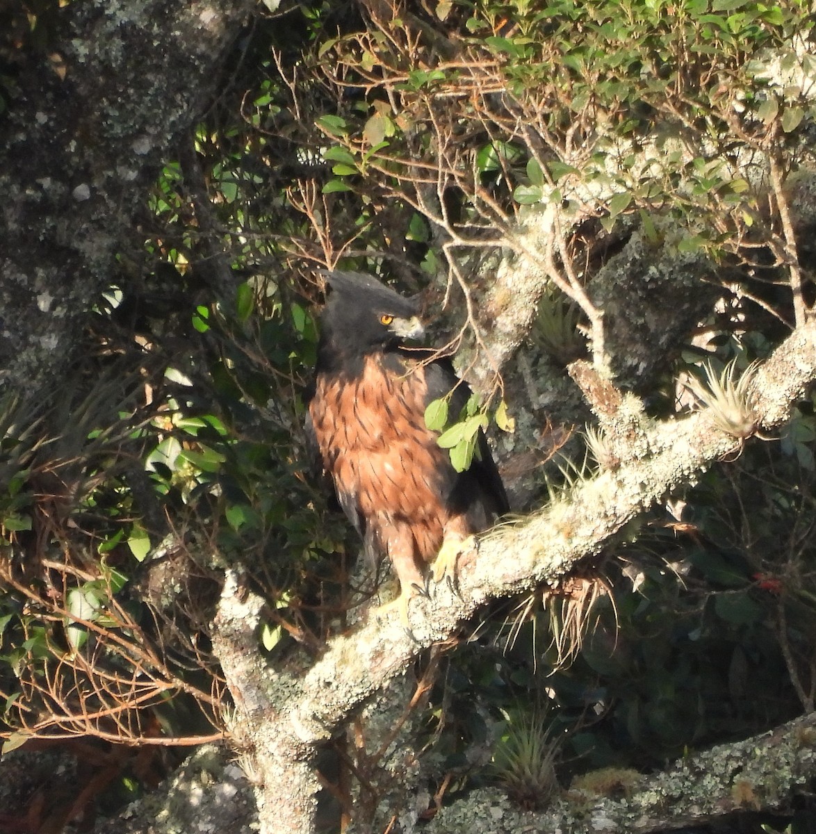 Black-and-chestnut Eagle - ML627832432