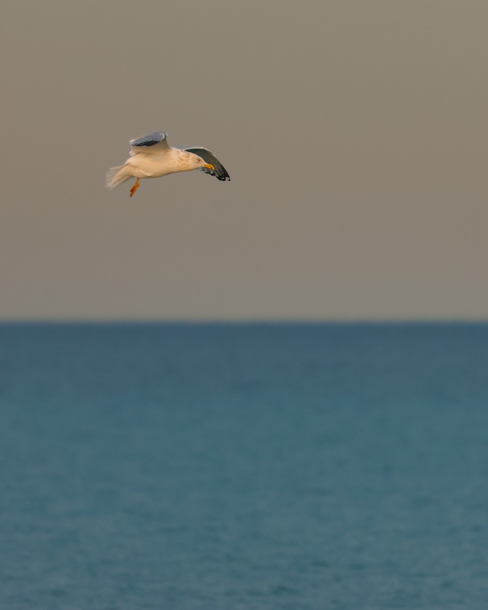 American Herring Gull - ML627832485