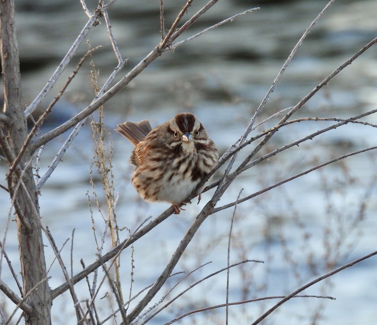 Song Sparrow - ML627832486