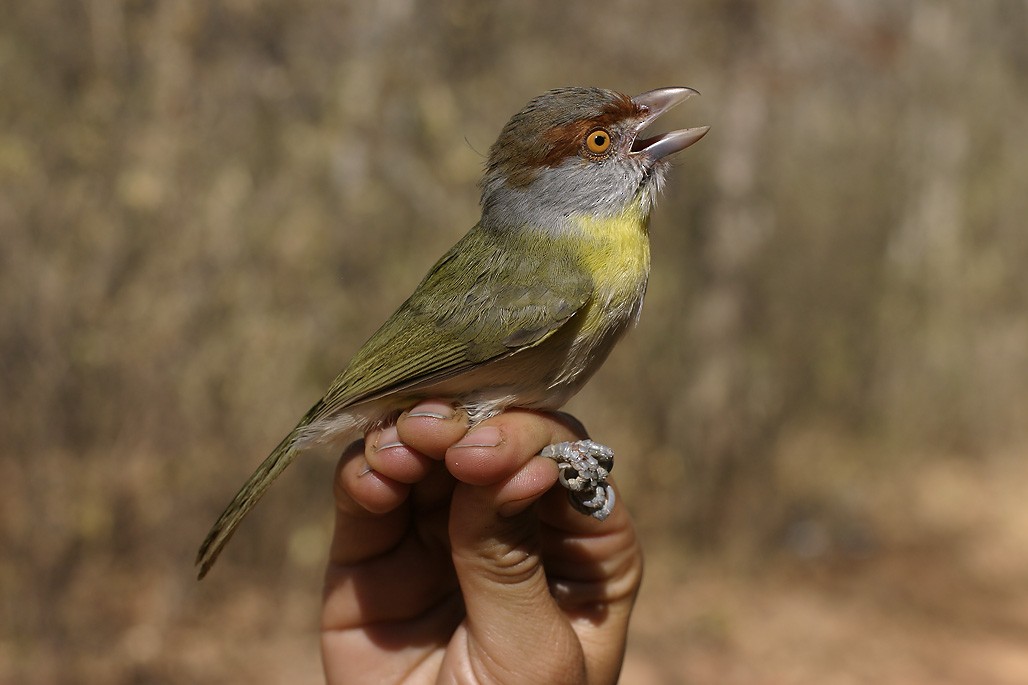 Rufous-browed Peppershrike - ML627832513