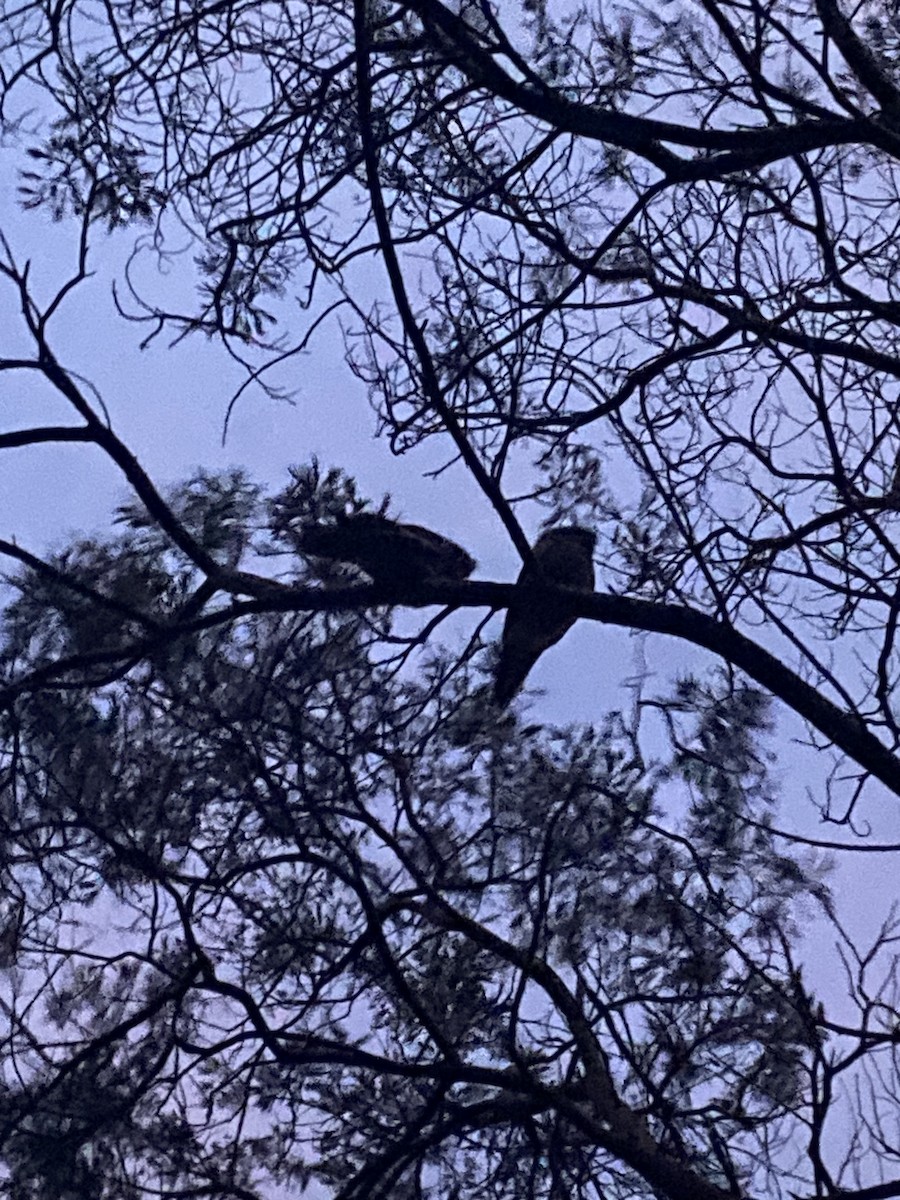 Tawny Frogmouth - ML627832515