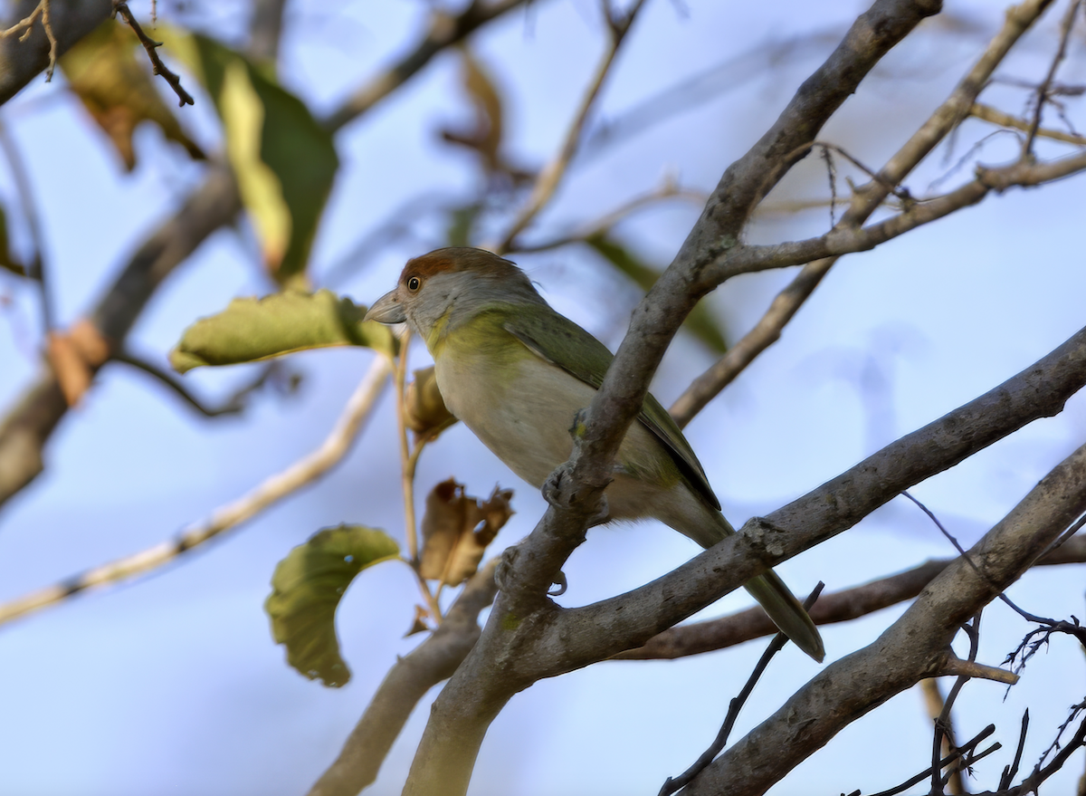 Rufous-browed Peppershrike - ML627832516