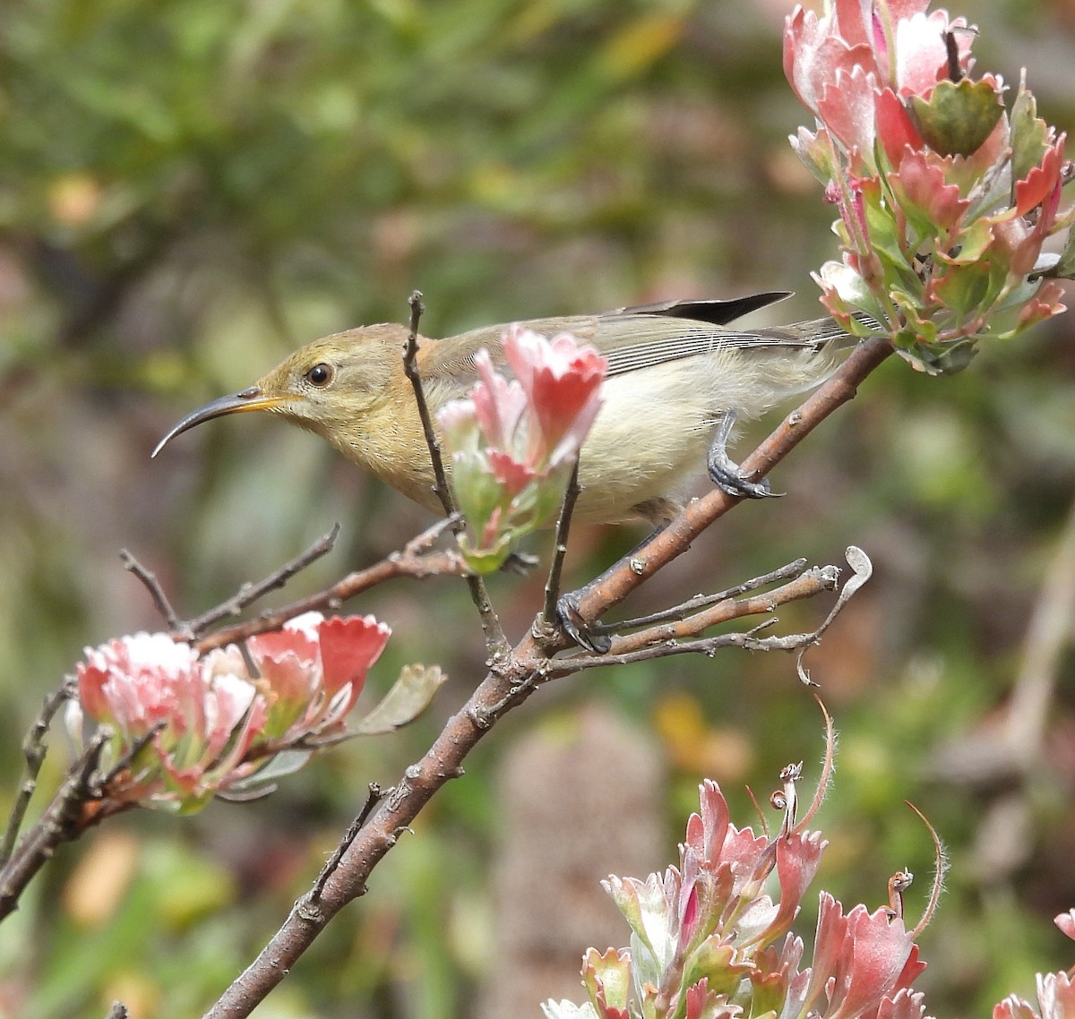 Western Spinebill - ML627832602