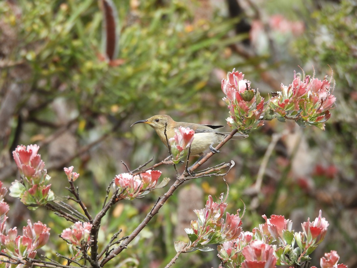 Western Spinebill - ML627832603