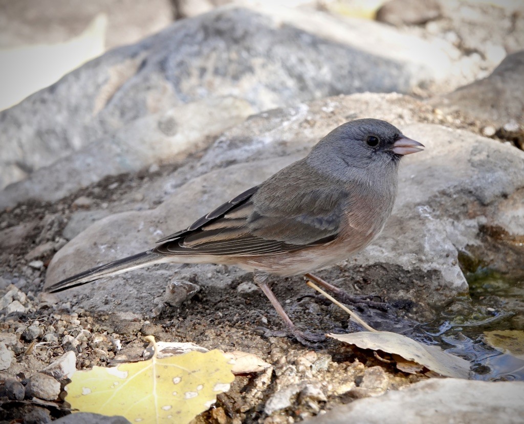 Dark-eyed Junco (Pink-sided) - ML627832615