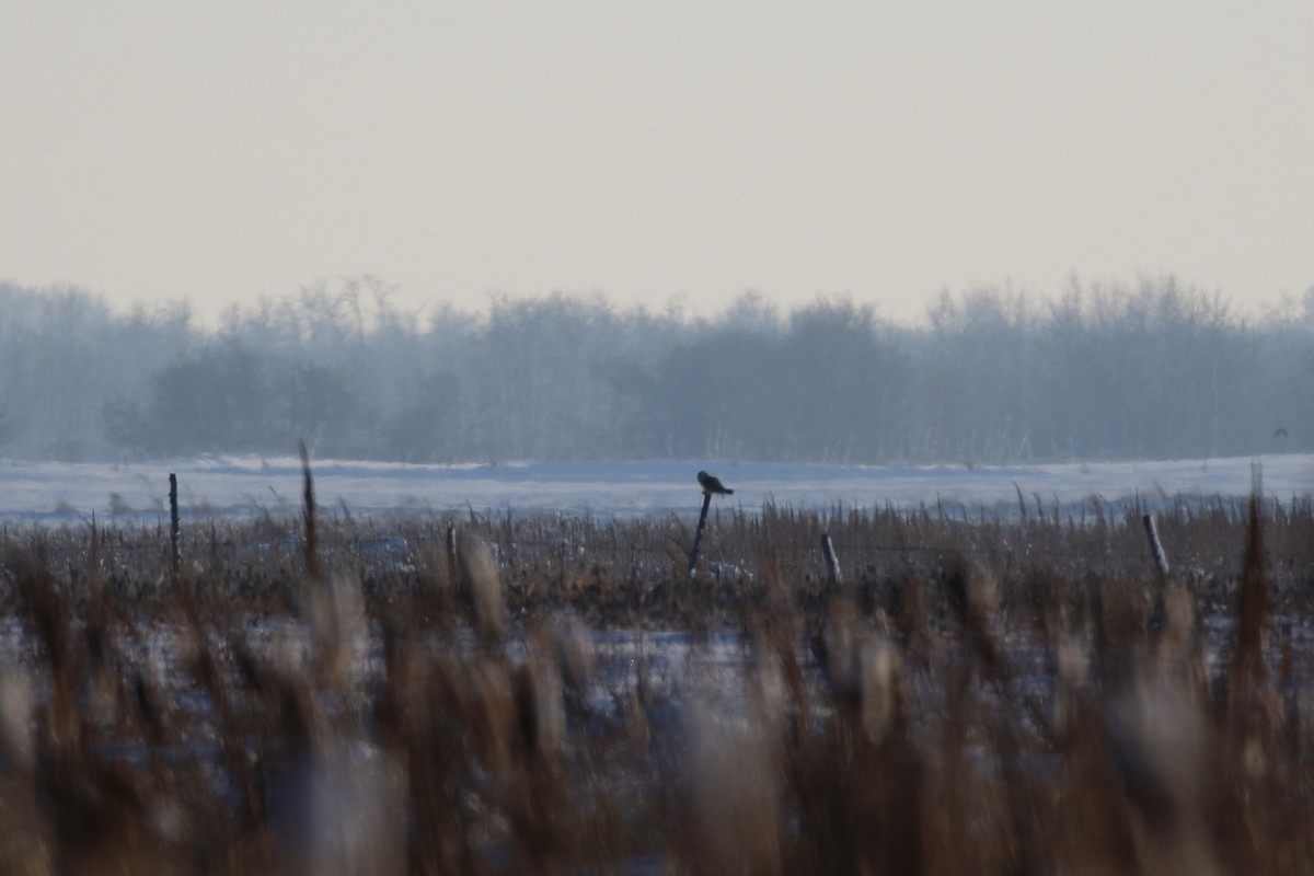 Short-eared Owl - ML627832633