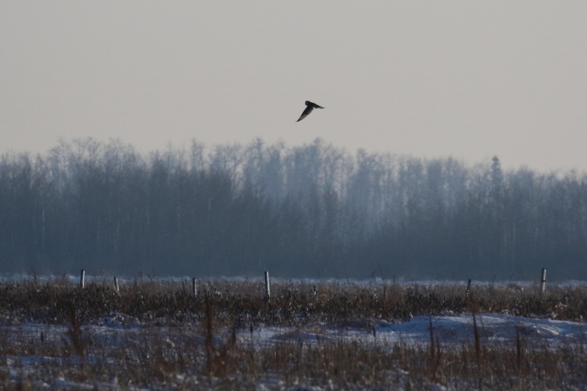 Short-eared Owl - ML627832634