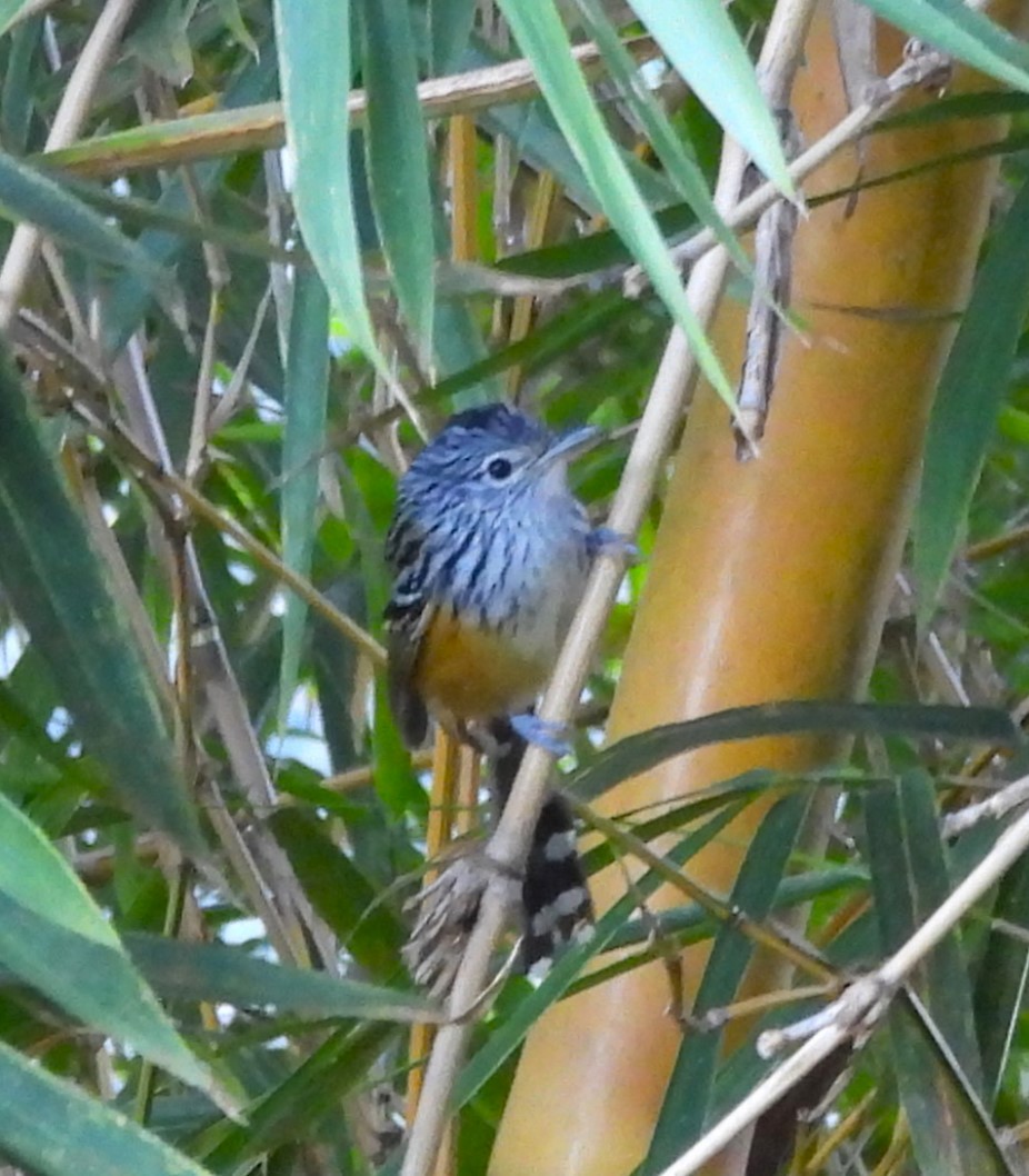 Santa Marta Antbird - ML627832685