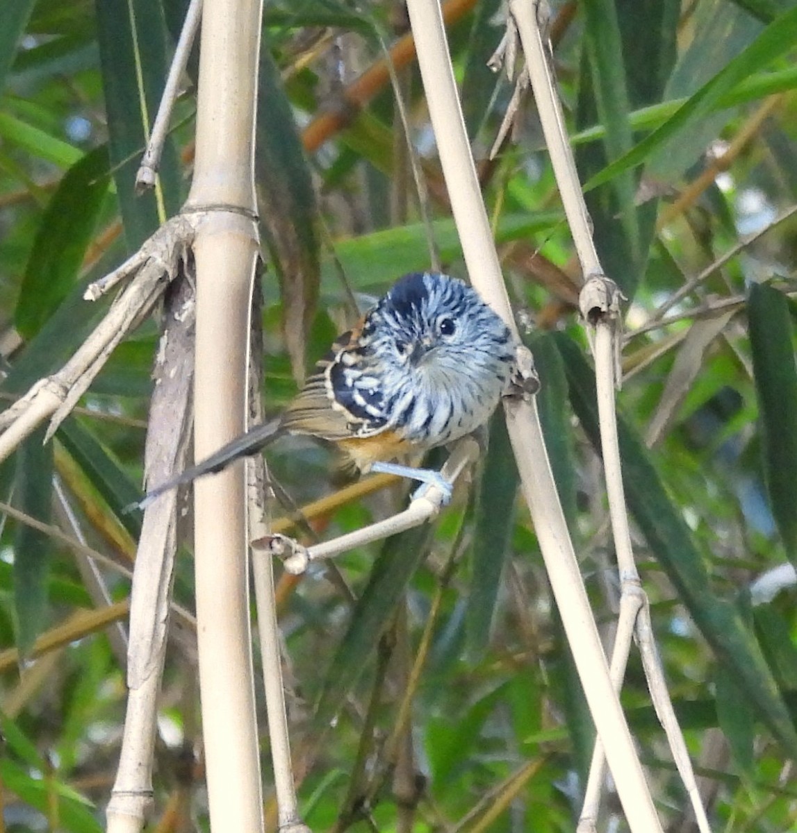 Santa Marta Antbird - ML627832686