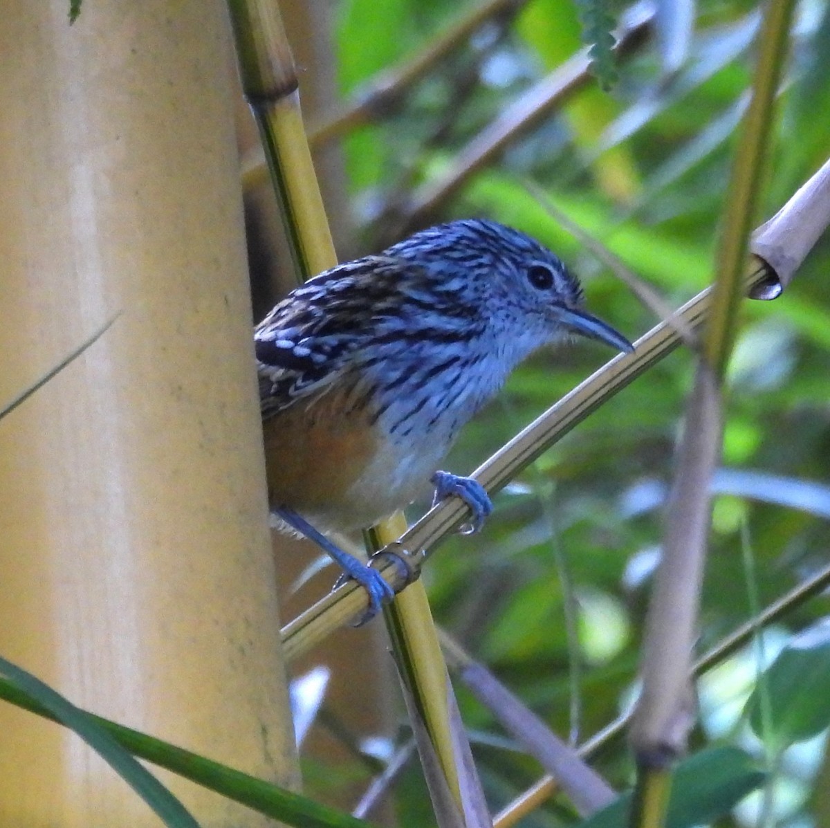 Santa Marta Antbird - ML627832688