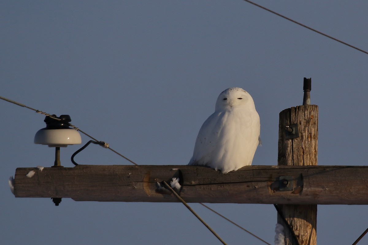 Snowy Owl - ML627832695