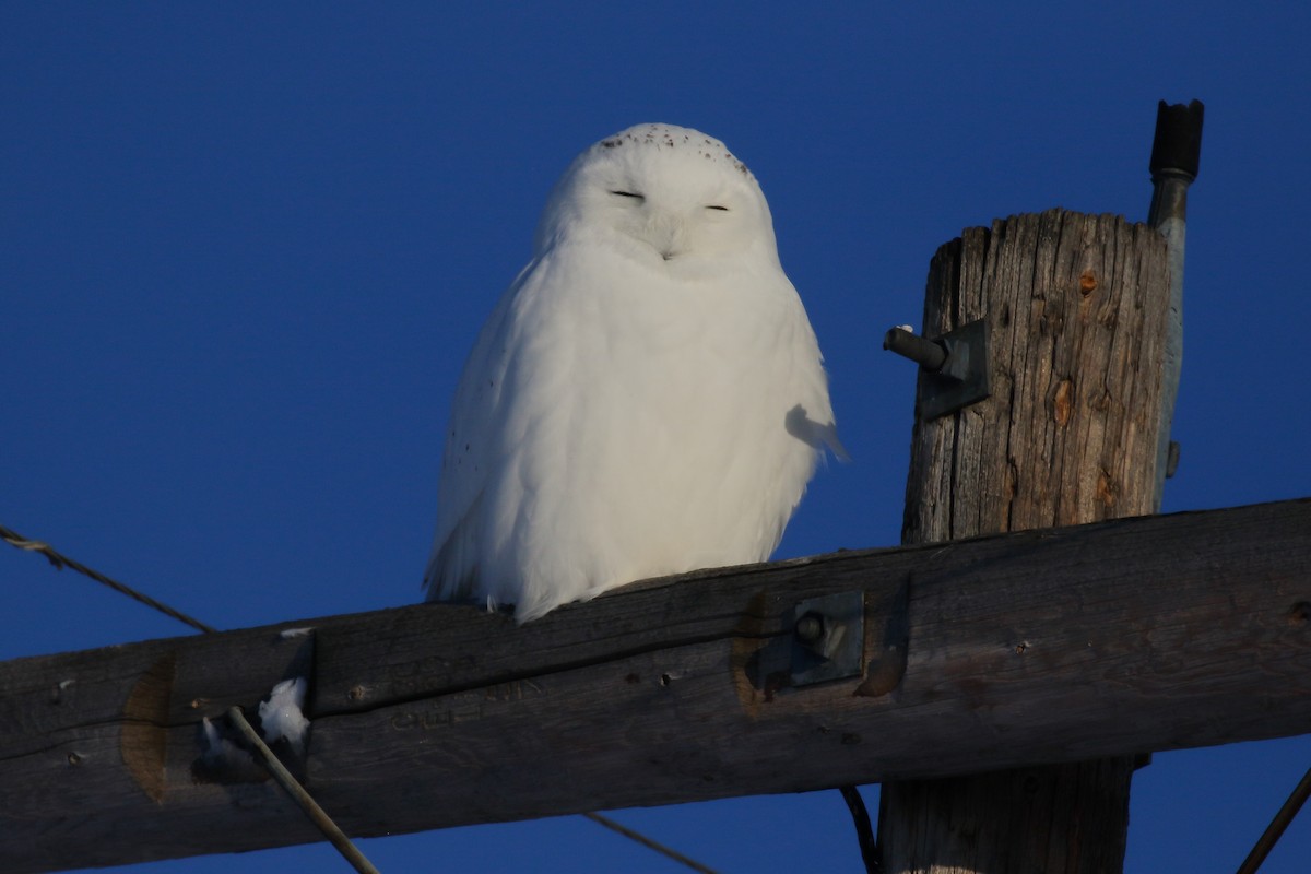 Snowy Owl - ML627832696