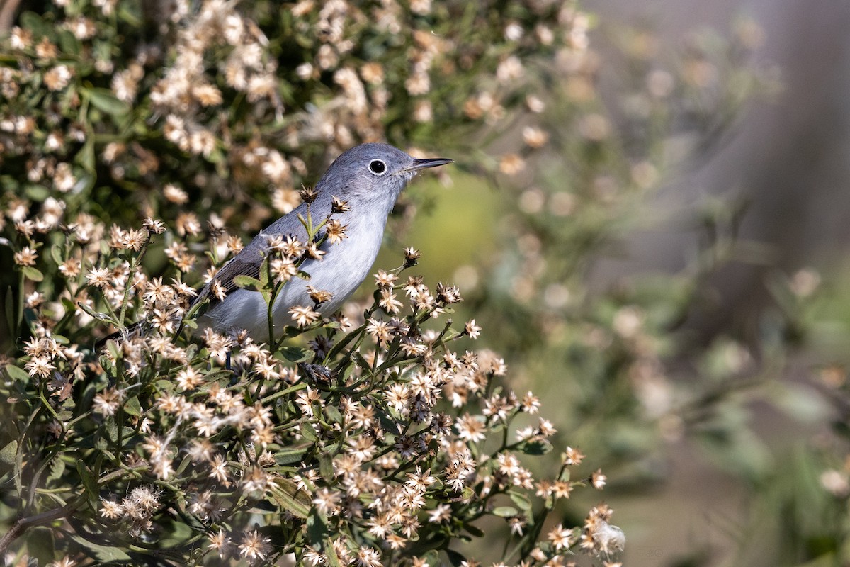 Blue-gray Gnatcatcher - ML627832757