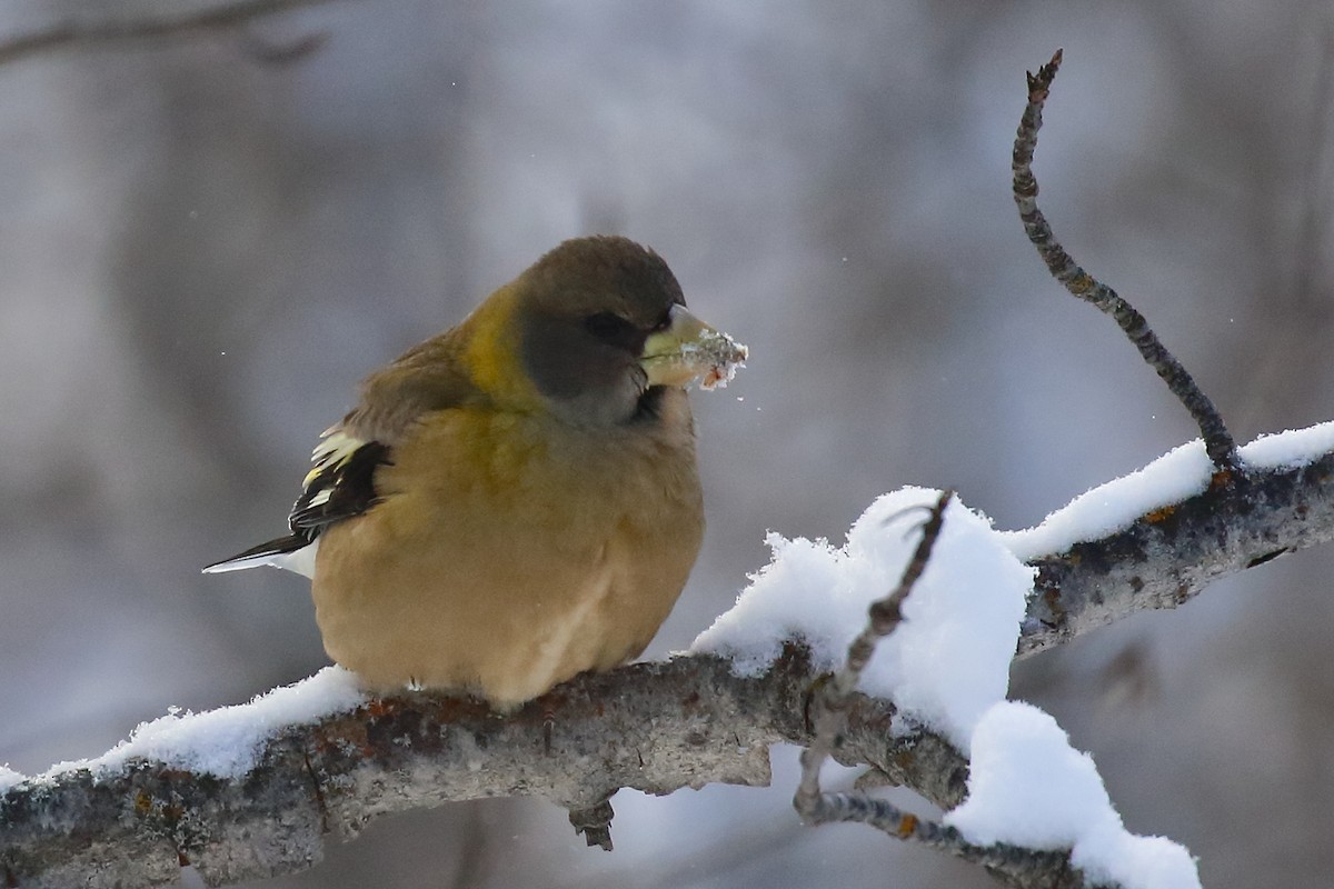 Evening Grosbeak - ML627832763