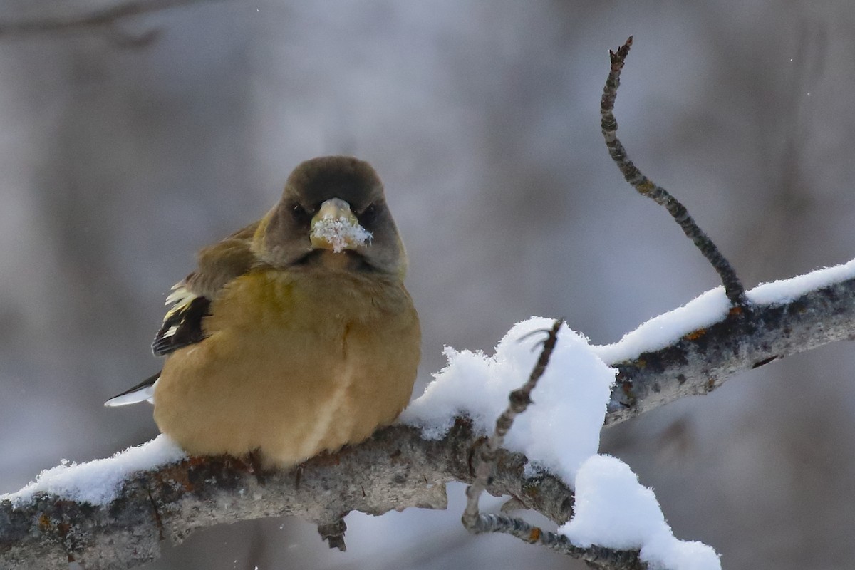 Evening Grosbeak - ML627832764