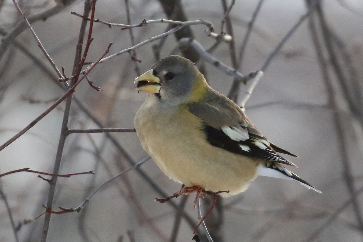 Evening Grosbeak - ML627832765