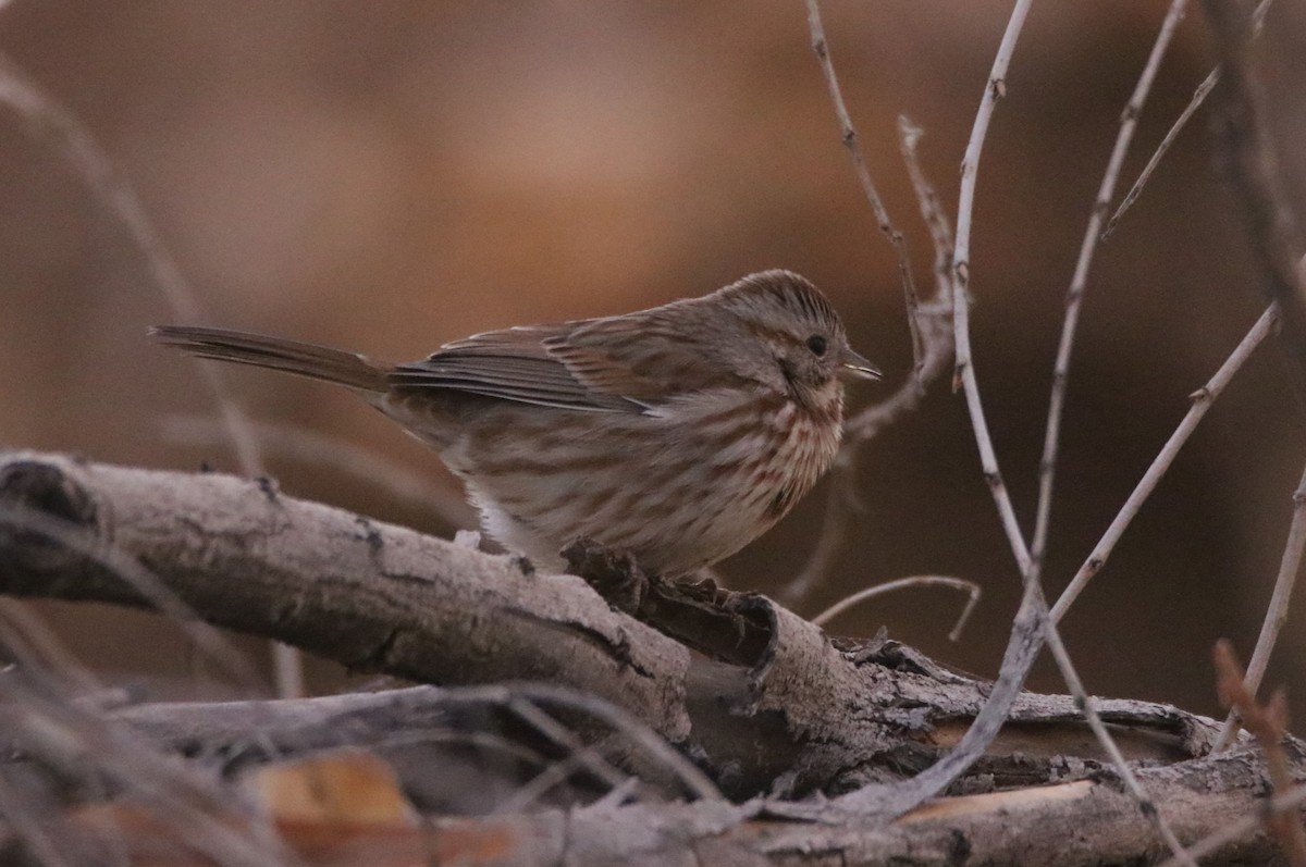 Song Sparrow - ML627832823