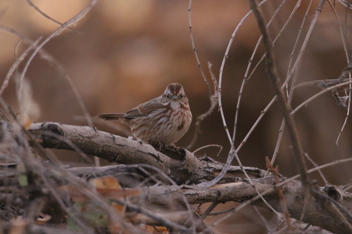 Song Sparrow - ML627832831