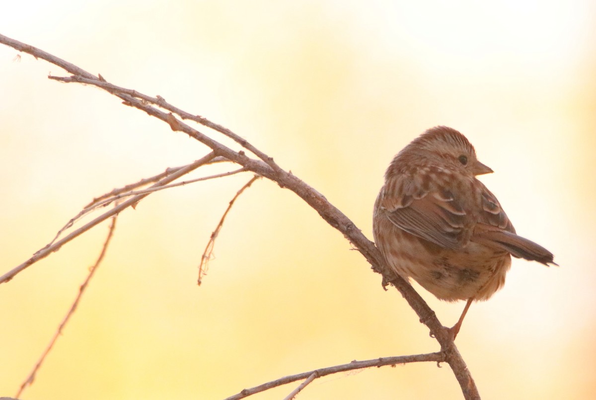 Song Sparrow - ML627832832