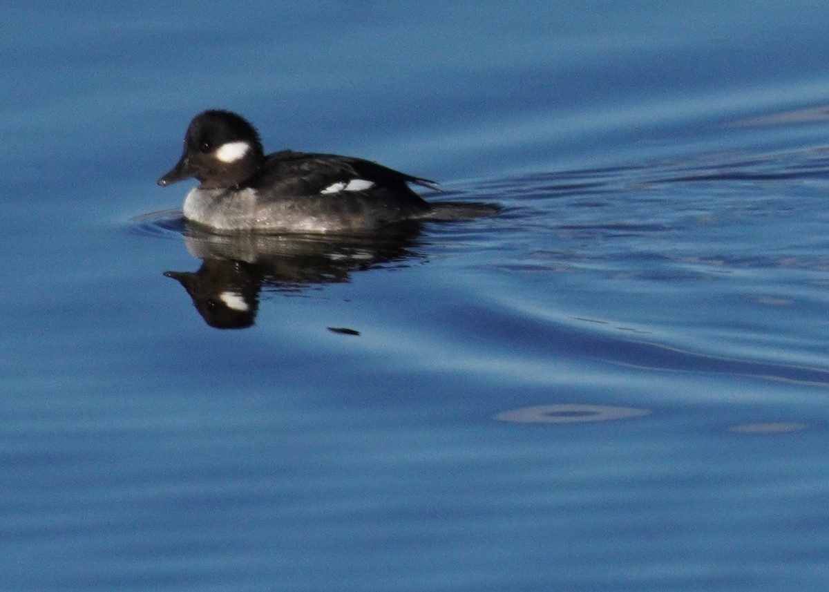 Bufflehead - ML627832844