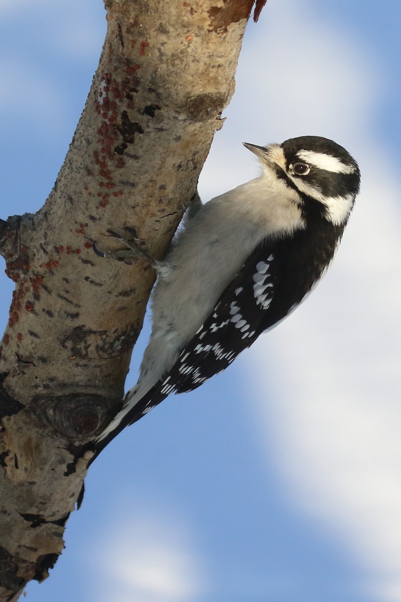 Downy Woodpecker - ML627832897