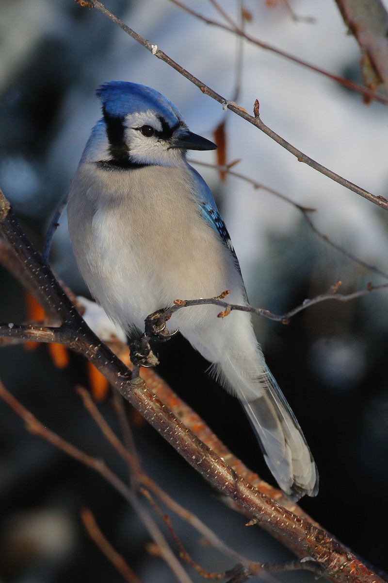 Blauhäher - ML627832921