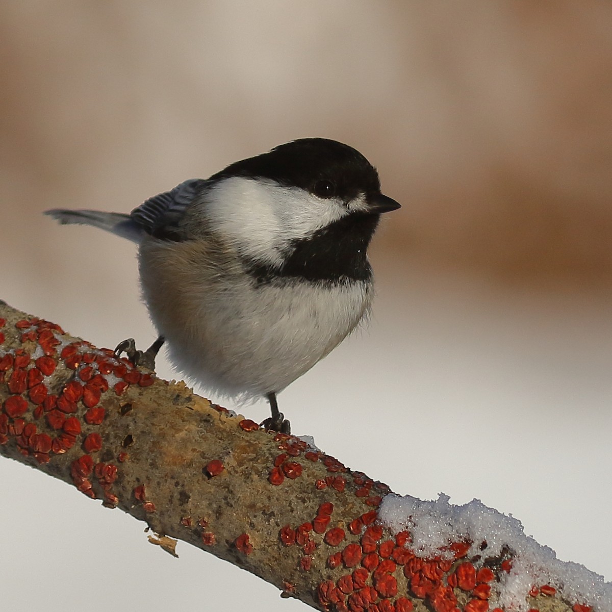 Black-capped Chickadee - ML627832937