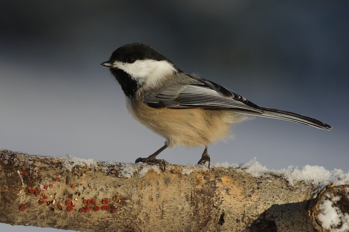 Black-capped Chickadee - ML627832938