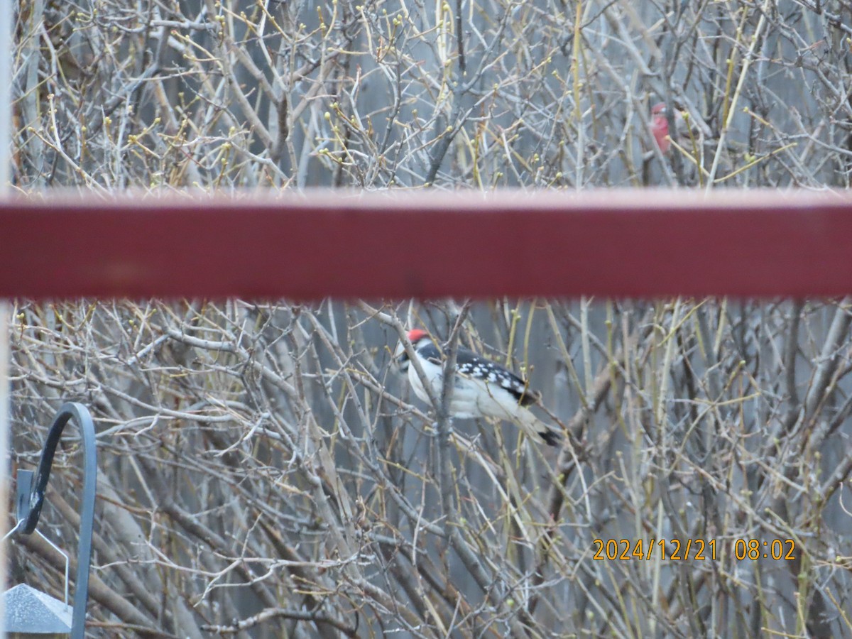 Hairy Woodpecker - ML627832956