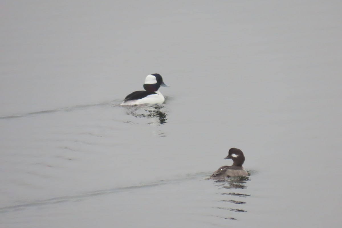 Bufflehead - ML627832960