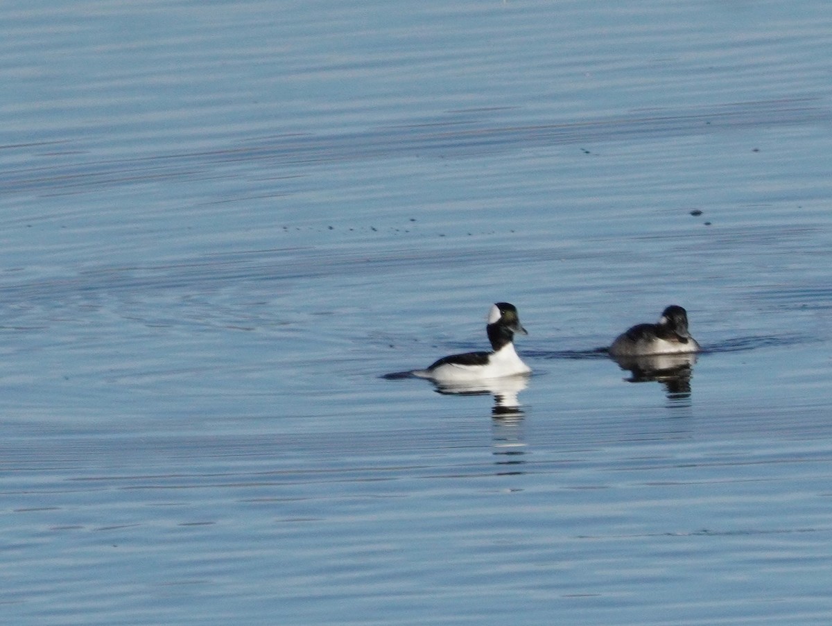 Bufflehead - ML627832973