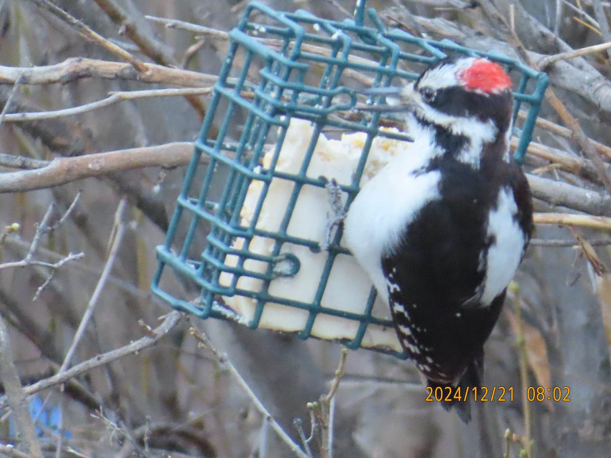 Hairy Woodpecker - ML627832977