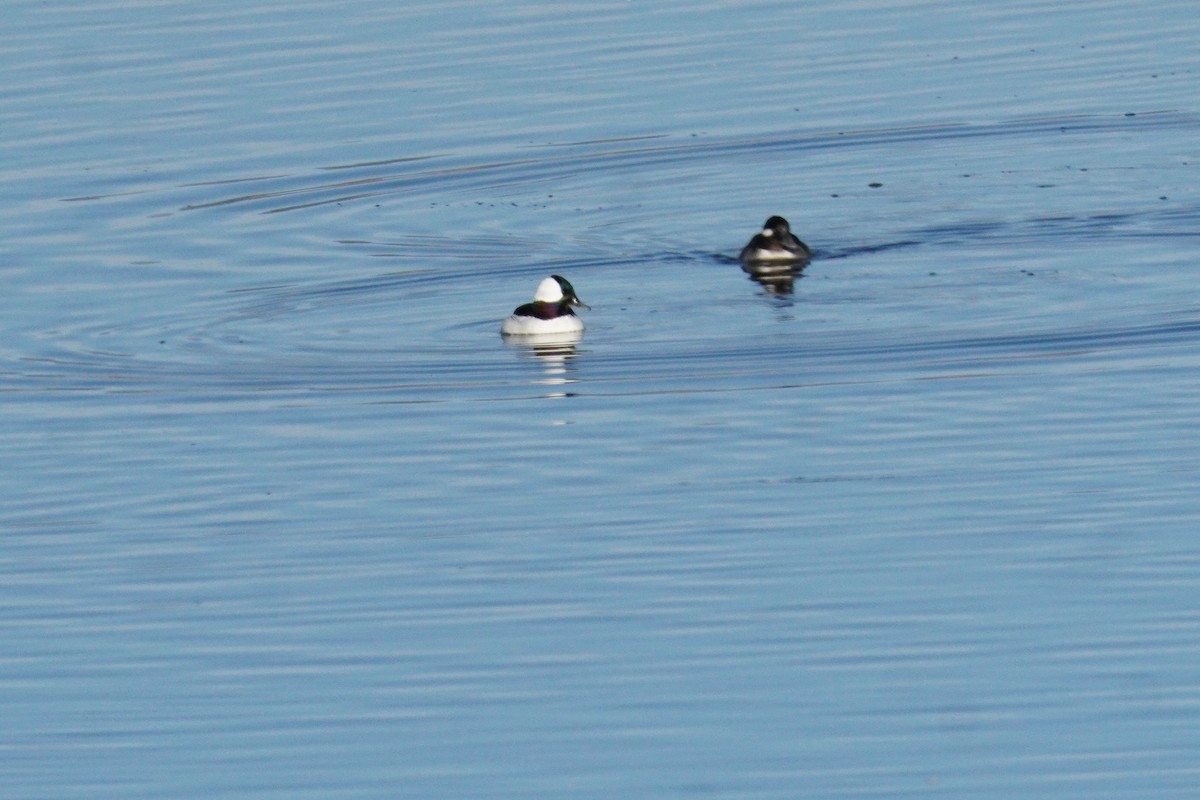 Bufflehead - ML627832978