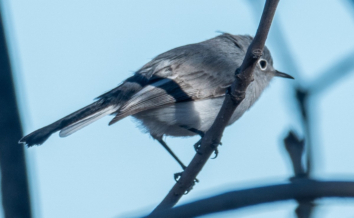 Blue-gray Gnatcatcher - ML627833007