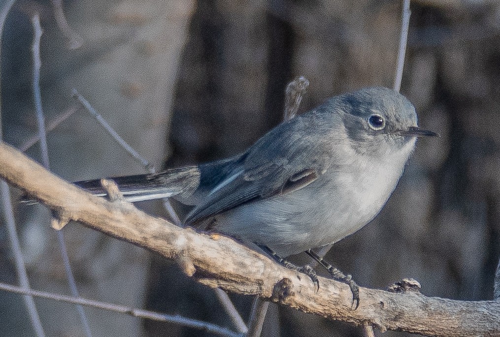 Blue-gray Gnatcatcher - ML627833008