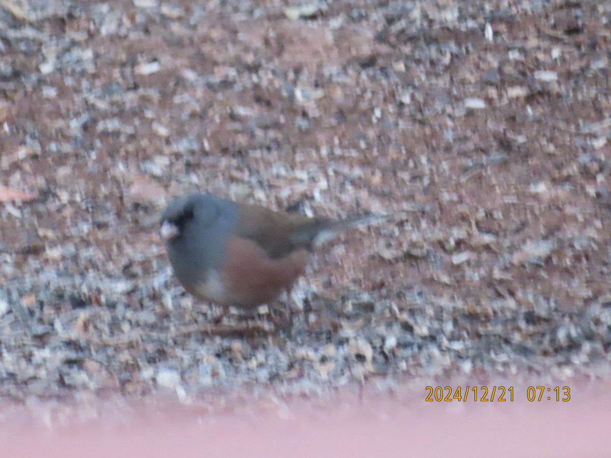 Dark-eyed Junco (Pink-sided) - ML627833012